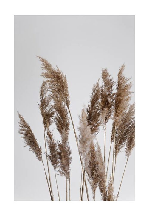 Pampas Reed in the WIND - Studio Nahili