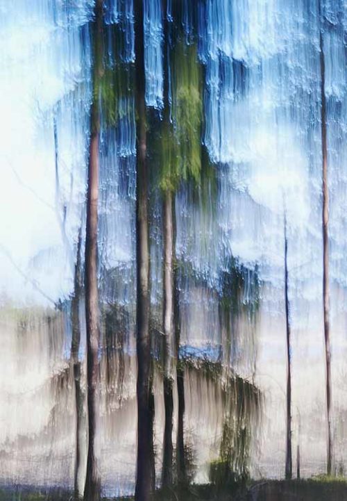 Crying Pine Tree 2 - Jacob Berghoef