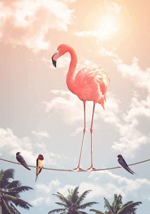 Flamingo & Friends - Jonas Loose