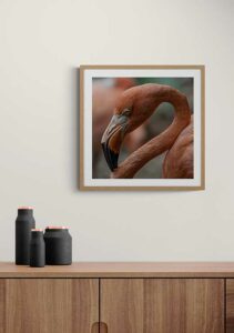 Flamingo of Curacao - Rune Lade