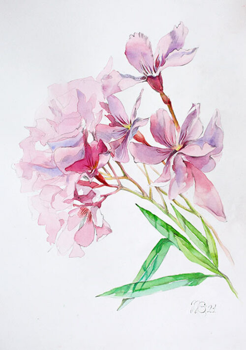 Oleander From Portugal - Natalia Galnbek