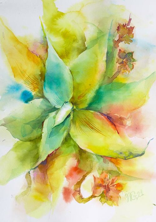 Succulent From Portugal - Natalia Galnbek
