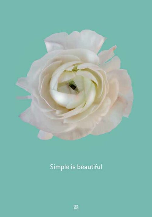 Ranunculus Simple Is Beautiful - FRA SØS