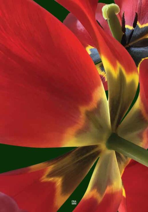 Red Tulip Unfold - FRA SØS