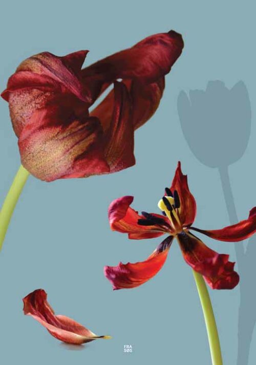 Red Tulip Wither - FRA SØS