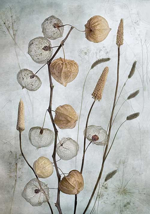 Lanterns - Mandy Disher