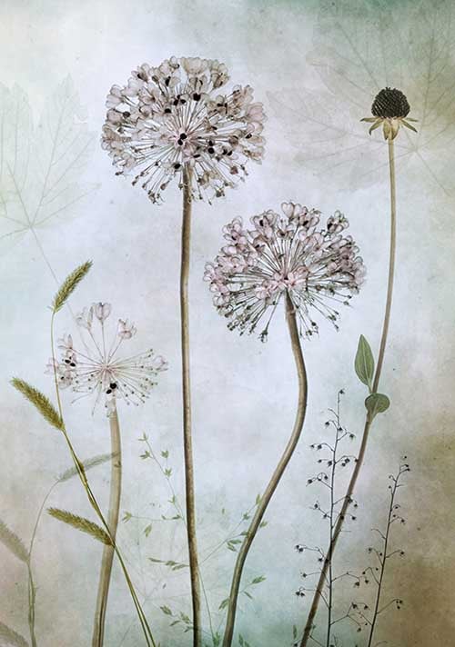 Allium - Mandy Disher