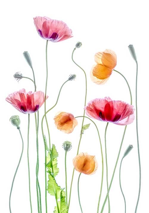 Poppies - Mandy Disher