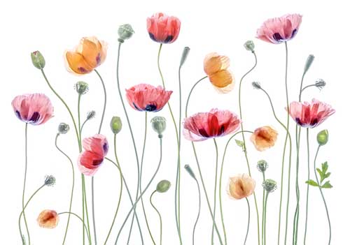 Papaver Party - Mandy Disher