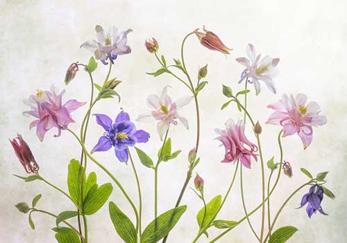 Columbine - Mandy Disher