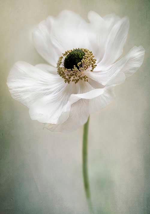 Single White