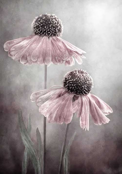 Duet - Mandy Disher