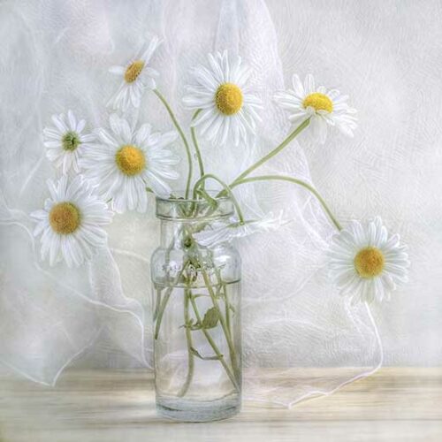 Daisies - Mandy Disher