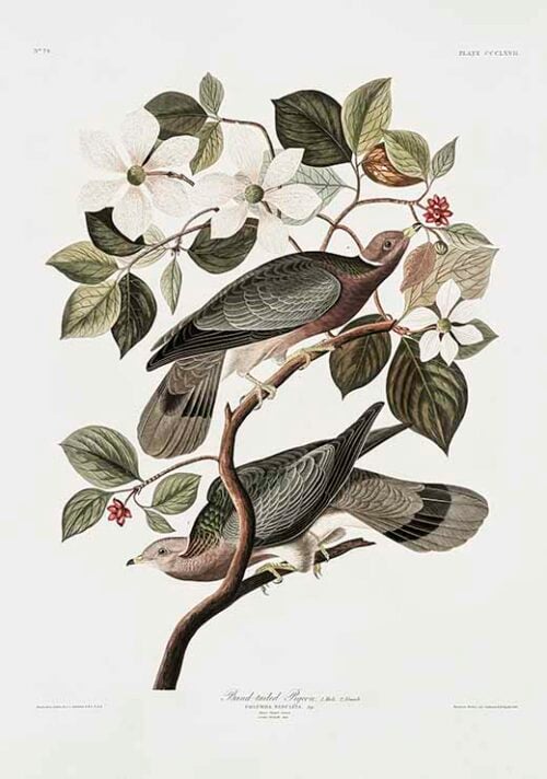 Brand Tailed Pigeon - Birds Of America (1827)