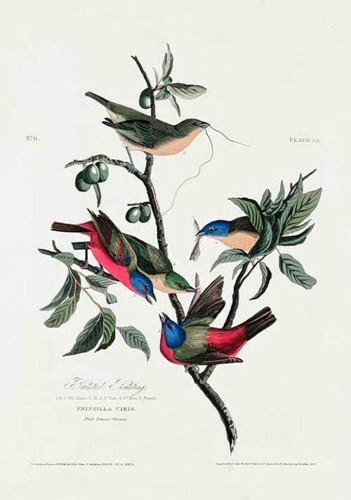 Painted Finch - Birds of America (1827)