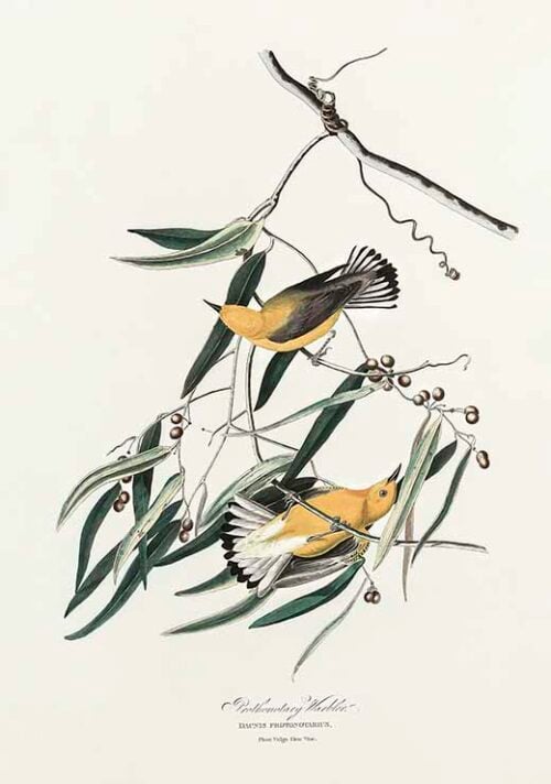 Prothonotary Warbler - Birds of America (1827)
