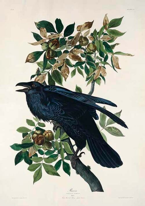 Raven - Birds of America (1827)