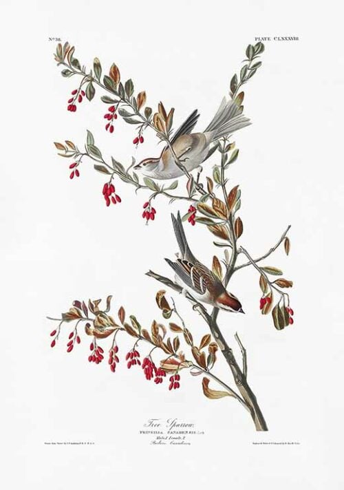 Tree Sparrow - Birds of America (1827)