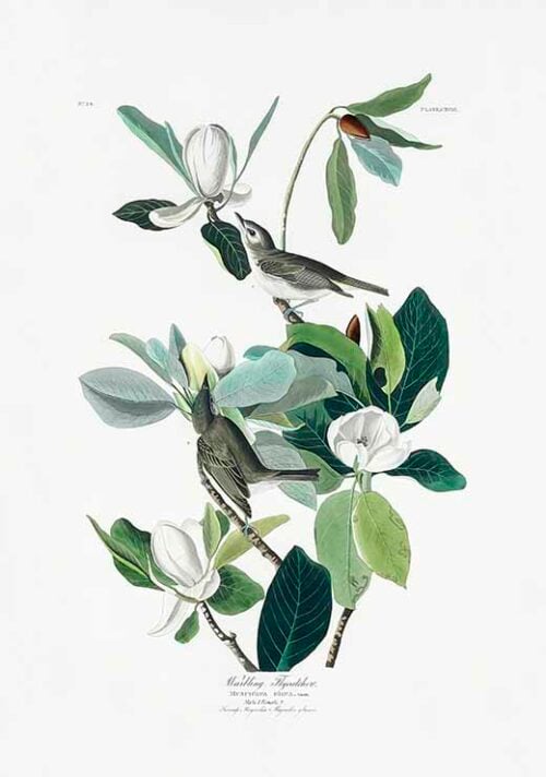 Warbling Flycatcher - Birds of America (1827)