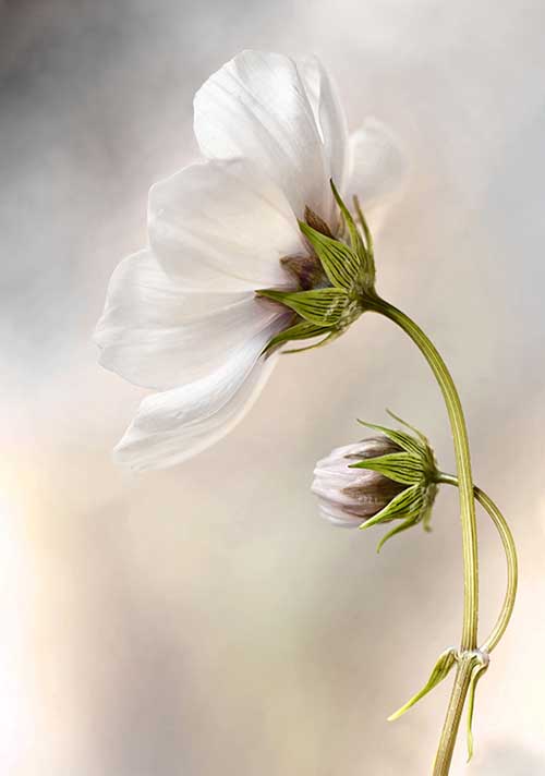 Heavenly Cosmos - Mandy Disher