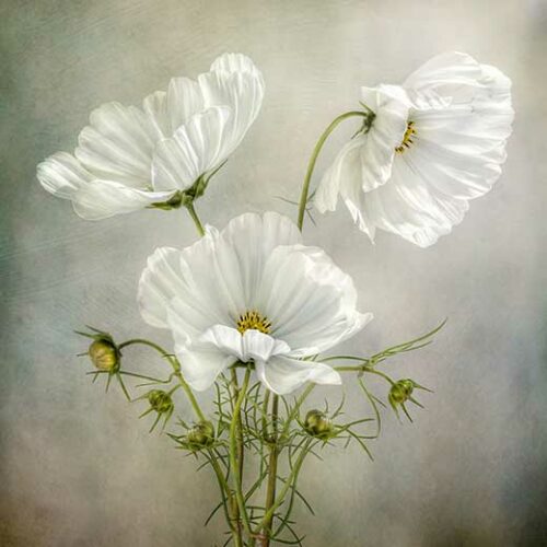 Cosmos Charm - Mandy Disher