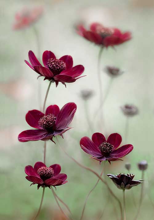 Cosmos Sway - Mandy Disher