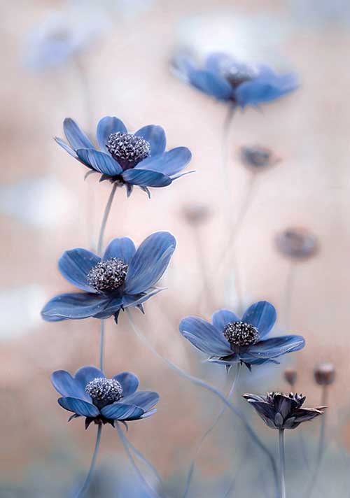 Cosmos Blue - Mandy Disher