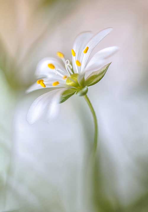 Stitchwort Soft - Mandy Disher