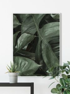 Big Monstera