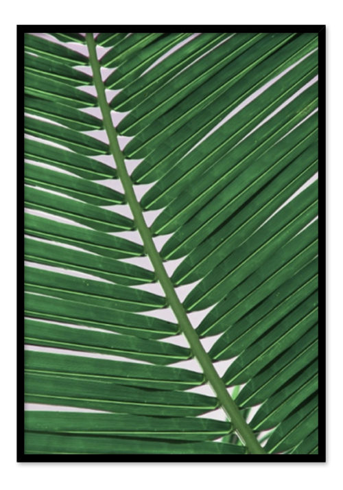 Palm Close up