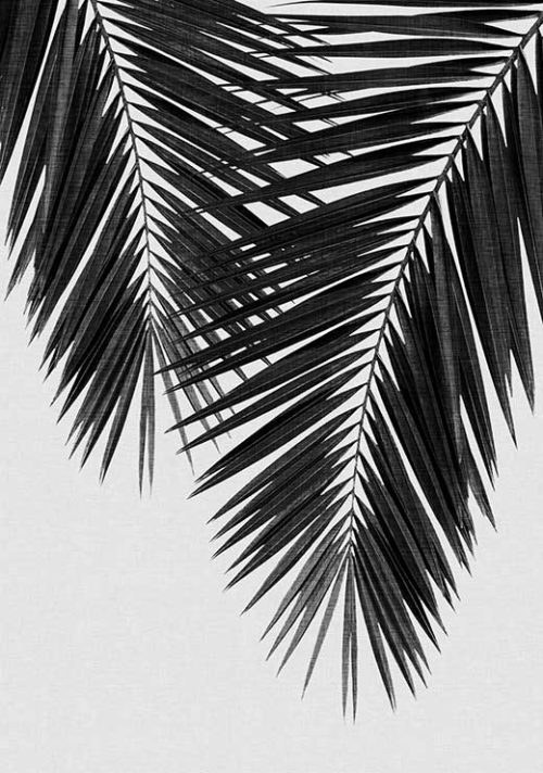 Palm Leaf Black and White 2 - Orara Studio