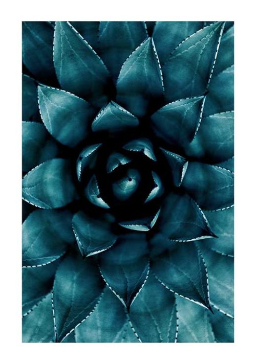 Cactus no. 9 - Kubistika