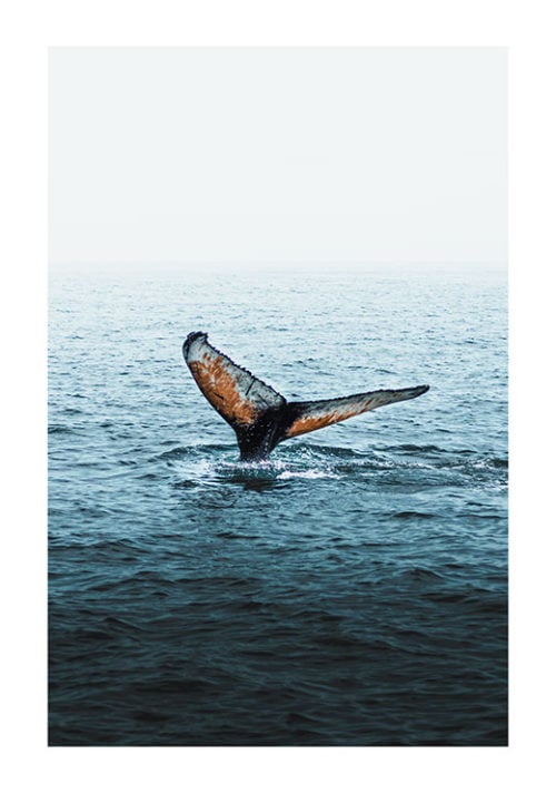 The Majestic Humpback Whale - Gustav Mørch