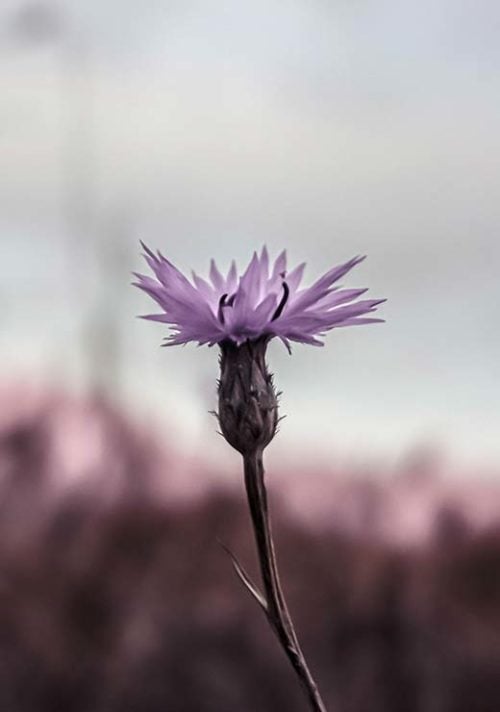 Purple Shades - Amanda Petersen